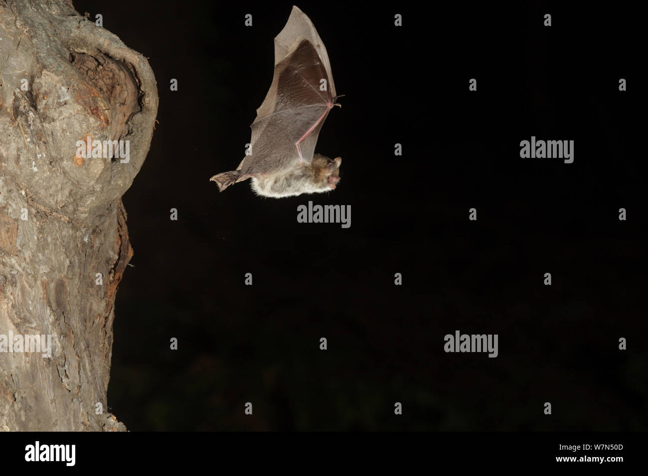 Grey Long Eared Bat (Plecotus austriacus) leaving nesting hole in tree. France, Europe, September. Stock Photo