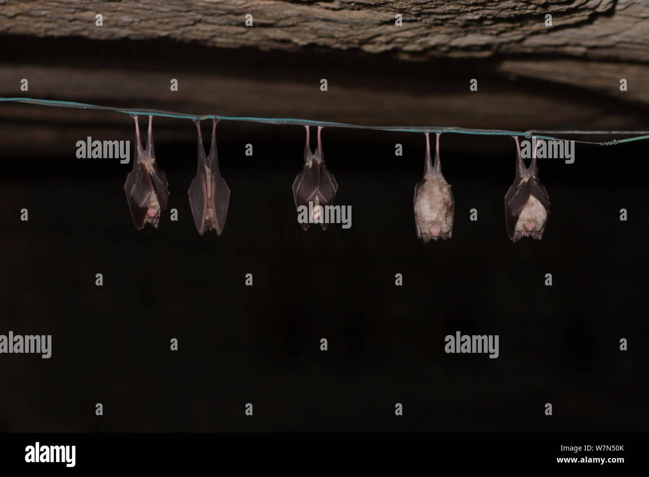 Five Greater Horseshoe Bats (Rhinolophus ferrumequinum) hanging from