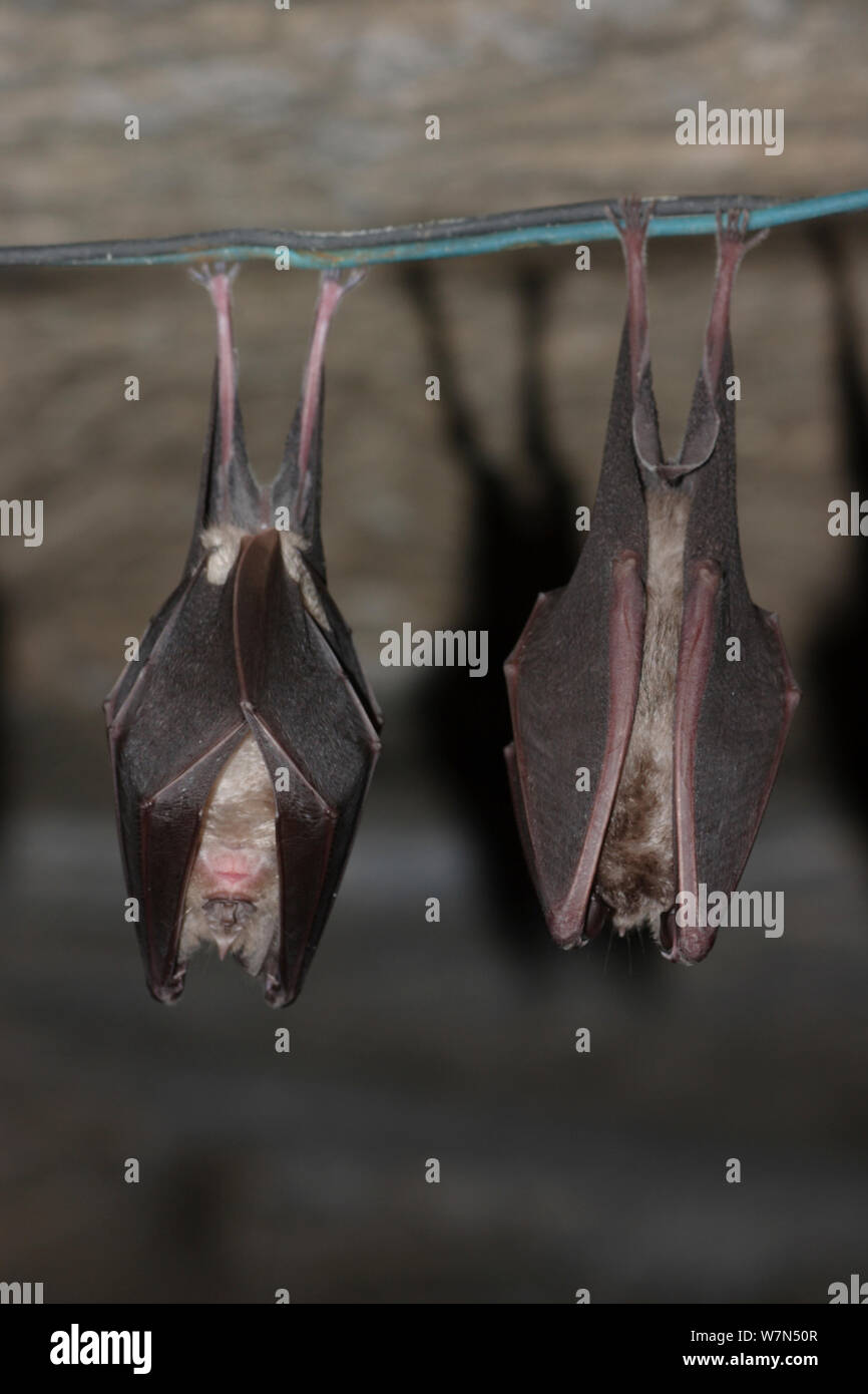 Horseshoe bats rhinolophidae hires stock photography and images Alamy