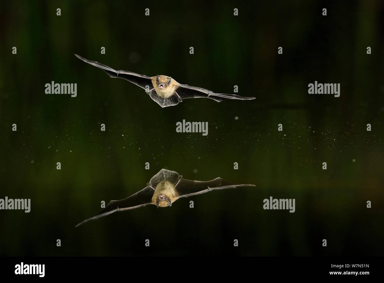 Pipistrellus kuhlii hires stock photography and images Alamy