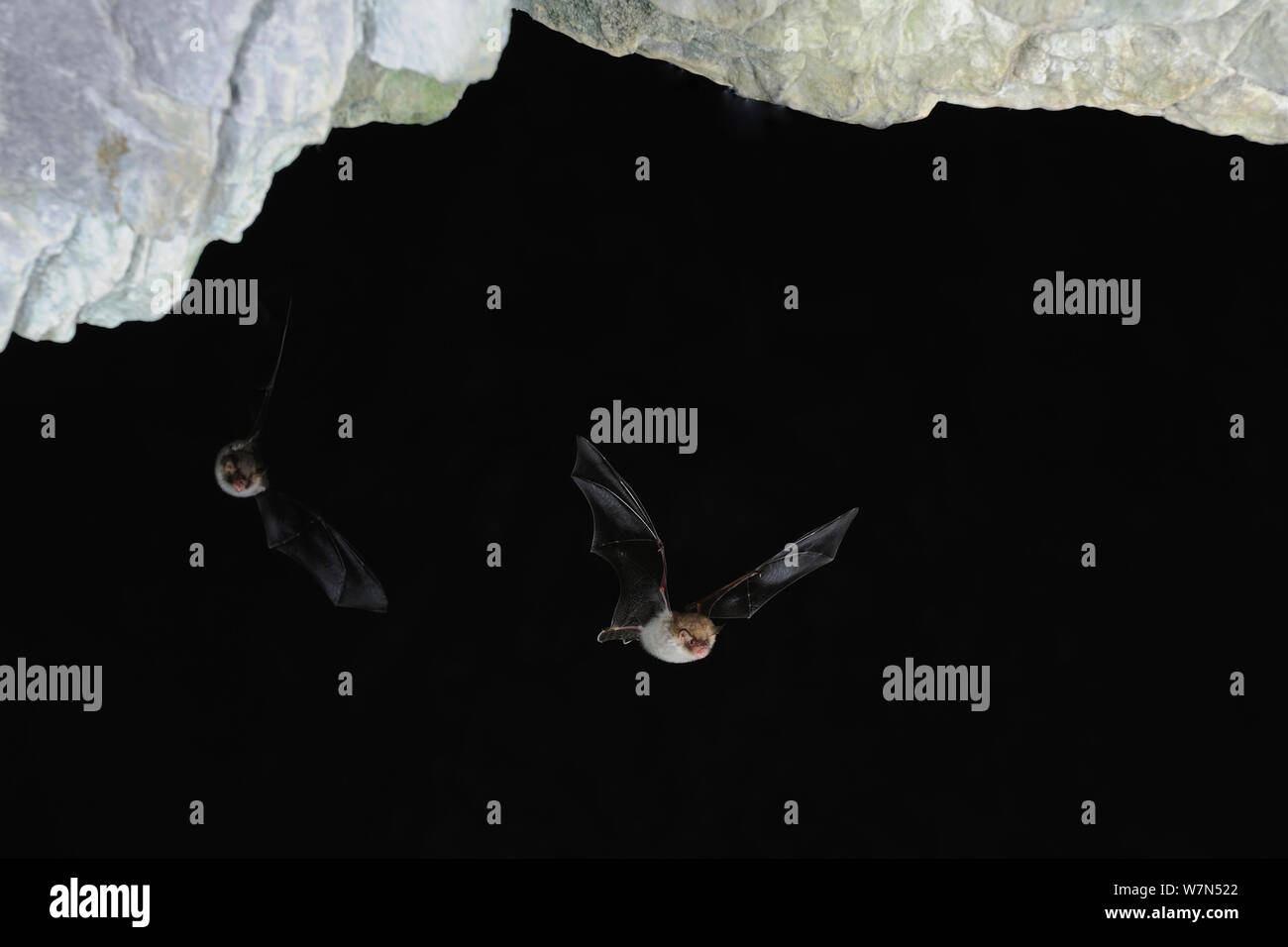 Natterer's Bats (Myotis nattereri) in flight near cave ceiling. France, Europe, September. Stock Photo