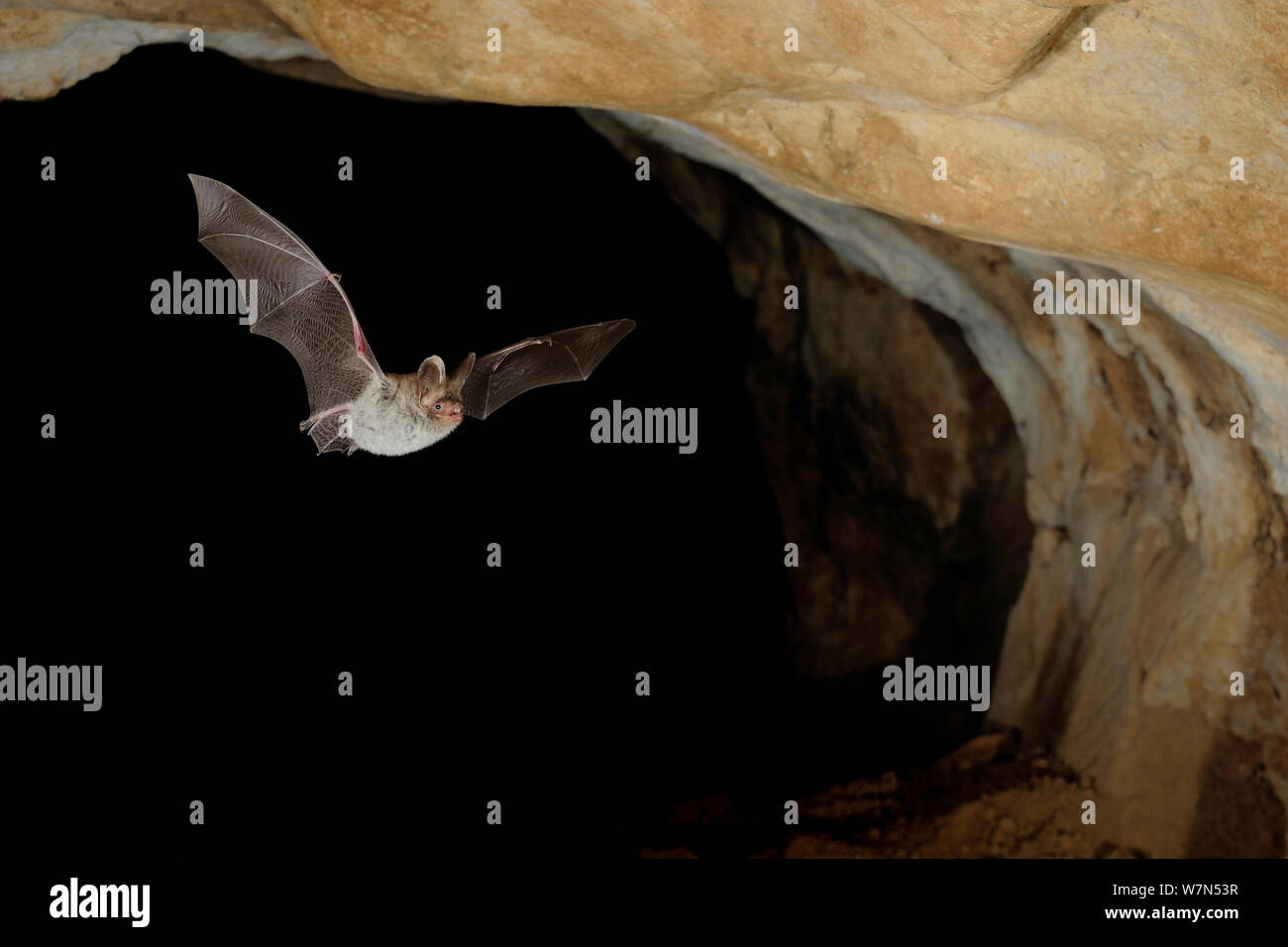 Bechstein's Bat (Myotis bechsteinii) in flight in cave. France, Europe, August. Stock Photo