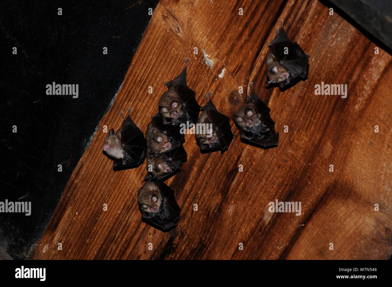 Lesser Horseshoes Bats (Rhinolophus hipposideron) with young roosting