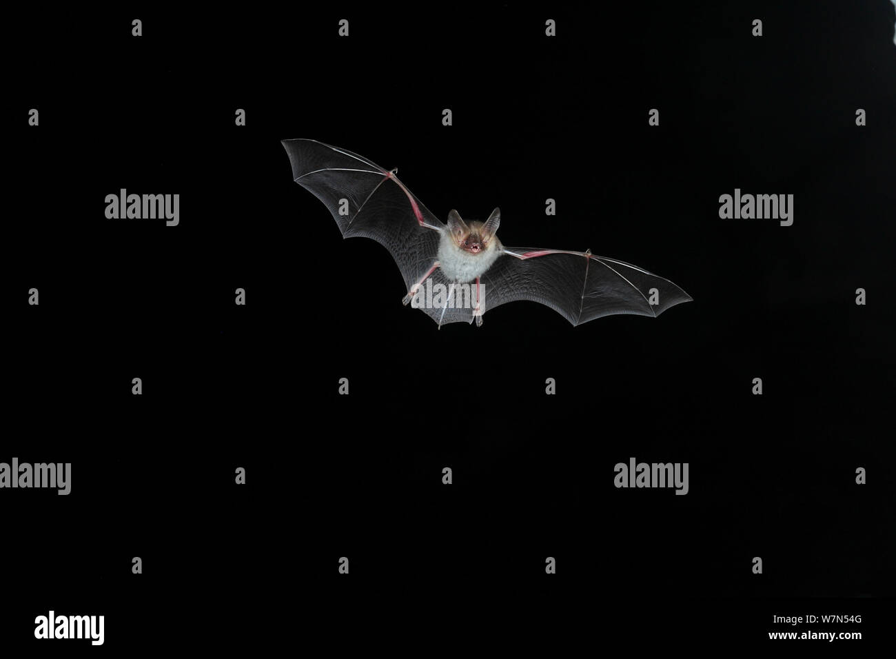 Bechstein's Bat (Myotis bechsteinii) in flight with mouth open to emit echolocating calls. France, Europe, September. Stock Photo