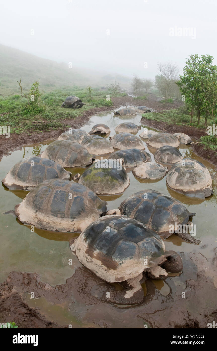 Volcan Alcedo giant tortoise (Chelonoidis nigra vandenburghi) wallowing in rain pools on caldera floor,  possibly for thermoregulation or to deter parasites, Alcedo Volcano, Isabela Island, Galapagos Stock Photo
