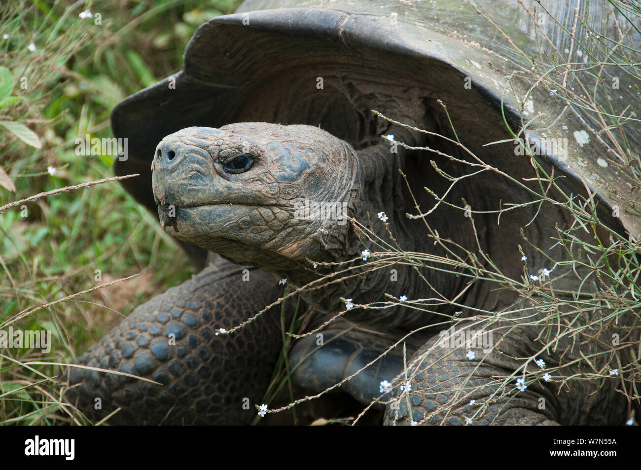 Volcan Alcedo giant tortoises (Chelonoidis nigra vandenburghi) Isabela island, Galapagos Stock Photo