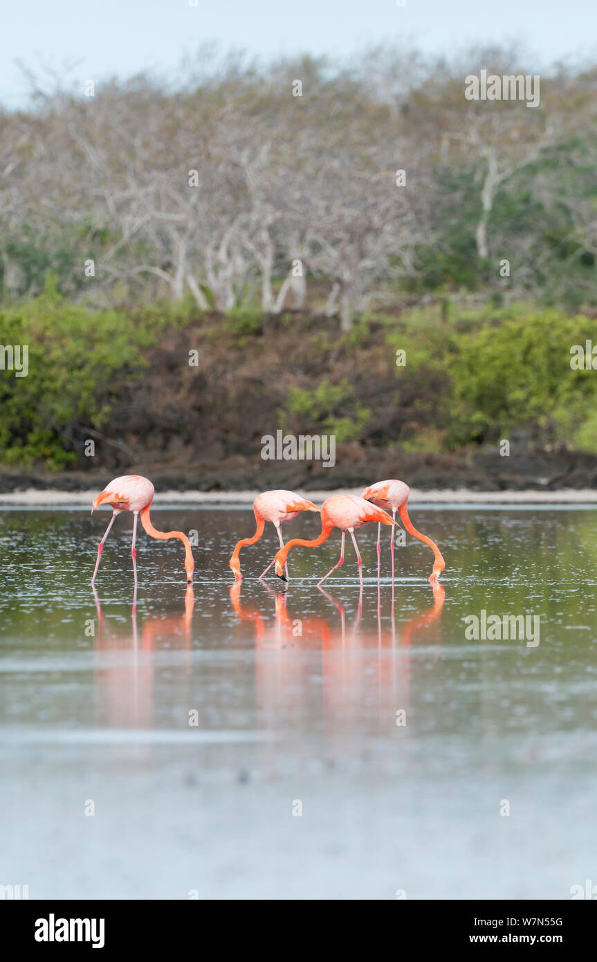 American flamingos (Phoenicopterus ruber) feeding. Floreana Island