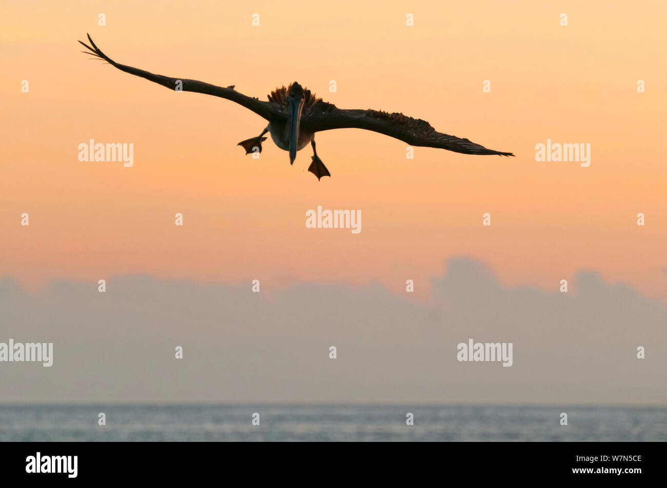 Brown pelican (Pelecanus occidentalis) in flight against dusky sky. San Cristobal Island, Galapagos, Ecuador, June. Stock Photo