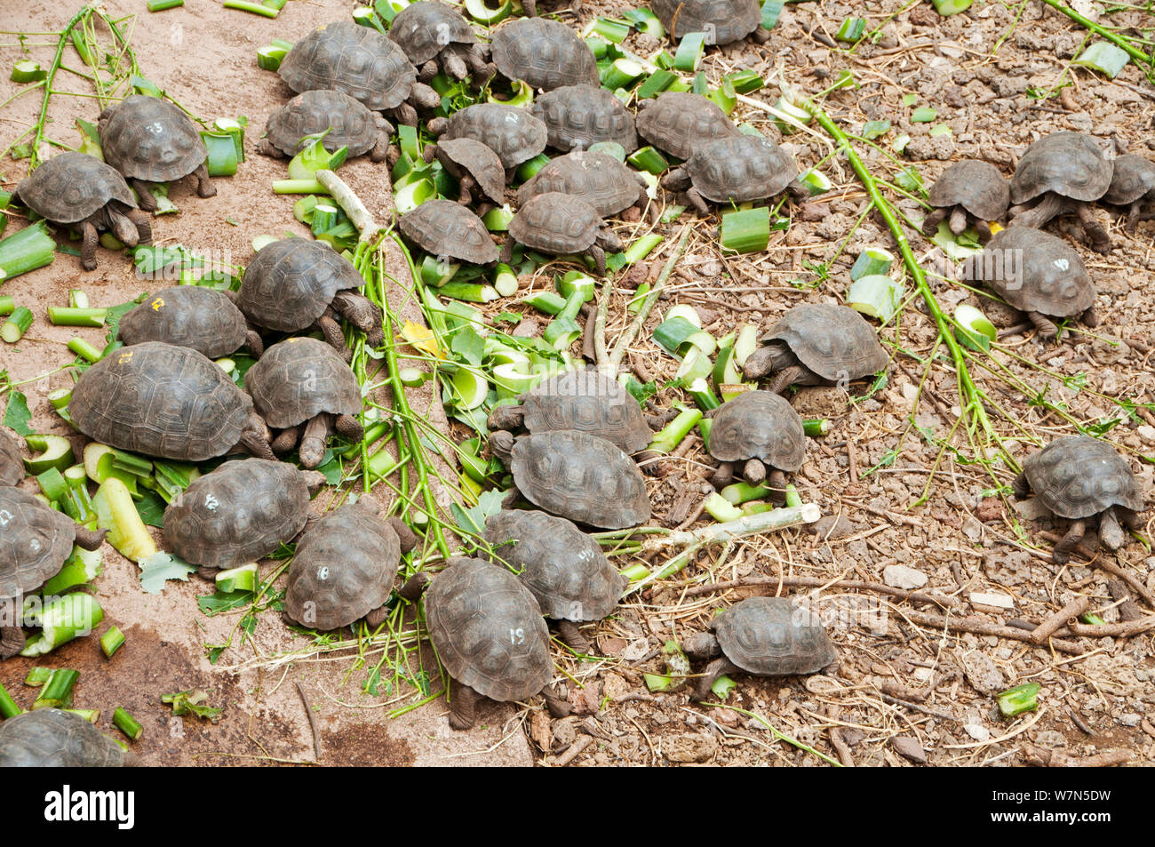 Hood island tortoise galapagos hires stock photography and images Alamy