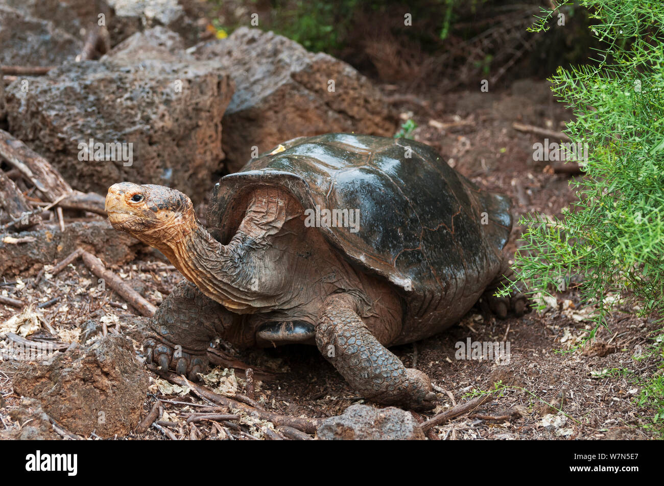 Hood island giant tortoise (Chelonoidis nigra hoodensis) adult female, part of 12 survivors used in captive breeding program since the 1960s, Tortoise breeding centre, Puerto, Isabela Island, November 2008 Stock Photo