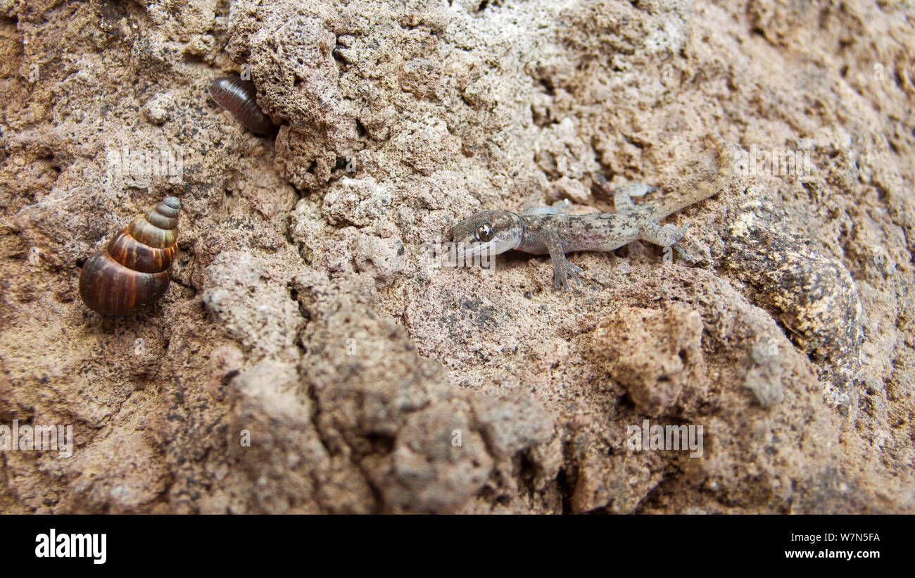Galapagos gecko (Phyllodactylus bauri) with land snail (Bulimulus sp) Stock Photo