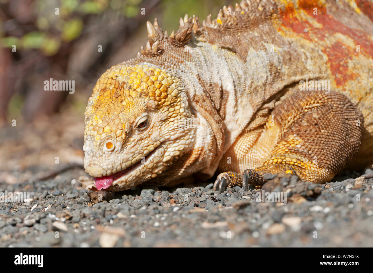 Galapagos land iguana (Conolophus subcristatus) Isabela Island, Galapagos, Ecuador, June. Stock Photo
