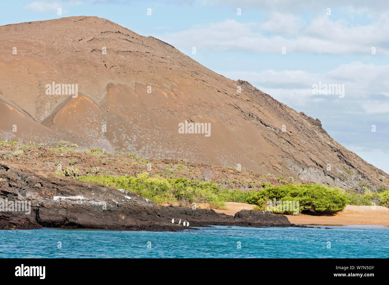 Galapagos penguins (Spheniscus mandiculus) at base of coastal volcanic
