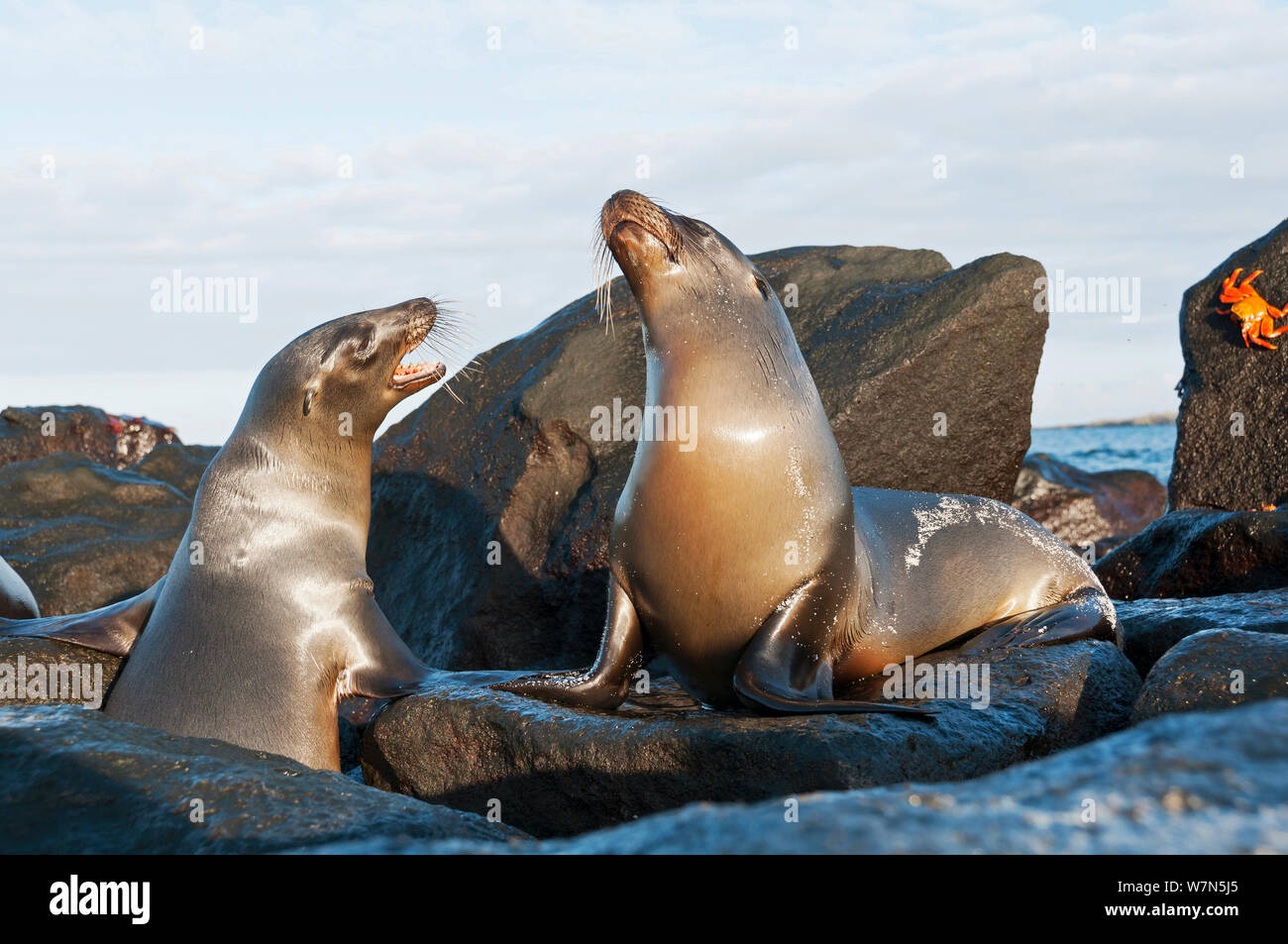 Galapagos sea lions (Zalophus wollebaeki) on volcanic rocks, disputing territory. Endangered. Galapagos Islands, Ecuador, June. Stock Photo