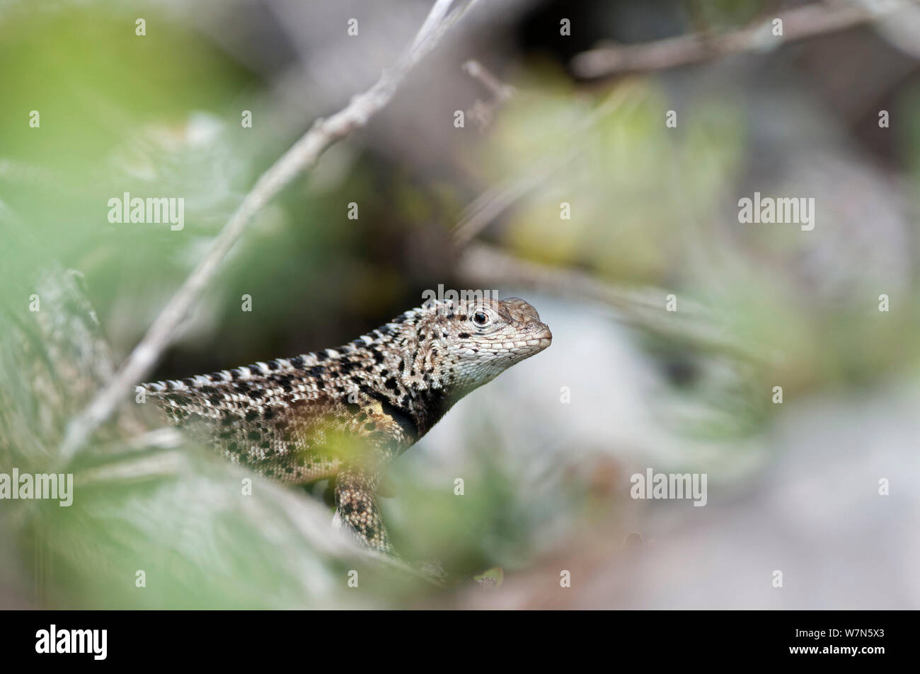 Floreana lava lizard (Microlophus grayi) Floreana Island, Galapagos Stock Photo