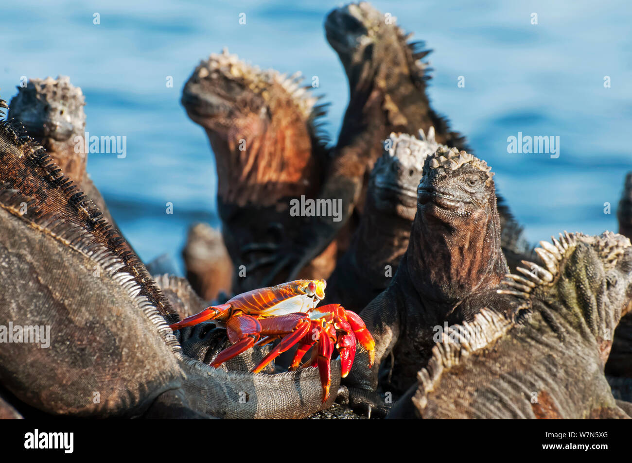 Marine iguana (Amblyrhynchus cristatus) basking near the sea, with Sally lightfoot crab (Graspus graspus). Galapagos Islands, Ecuador, June. Stock Photo