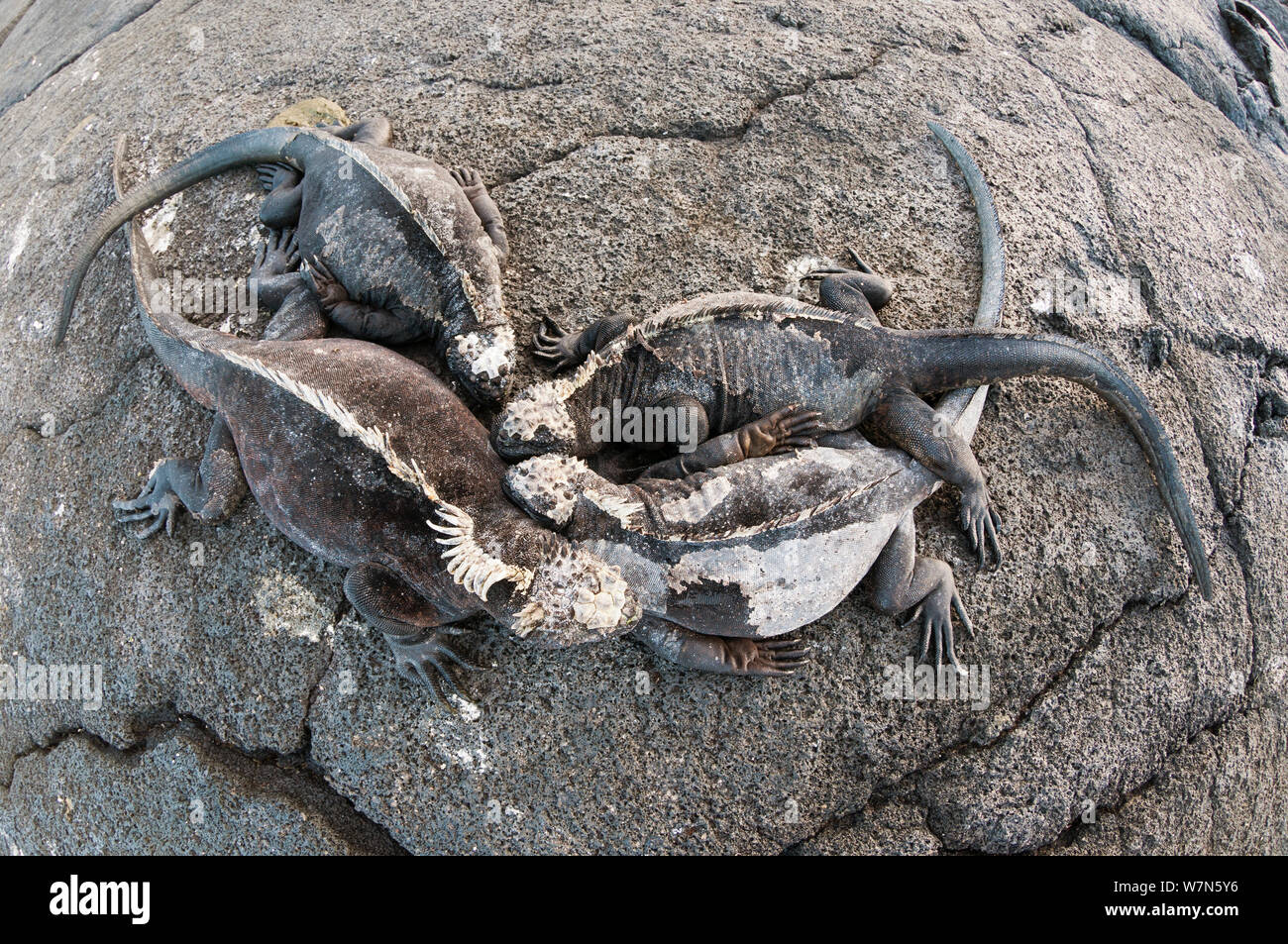 Marine iguana (Amblyrhynchus cristatus) resting and basking together. Galapagos Islands, Ecuador, May. Stock Photo