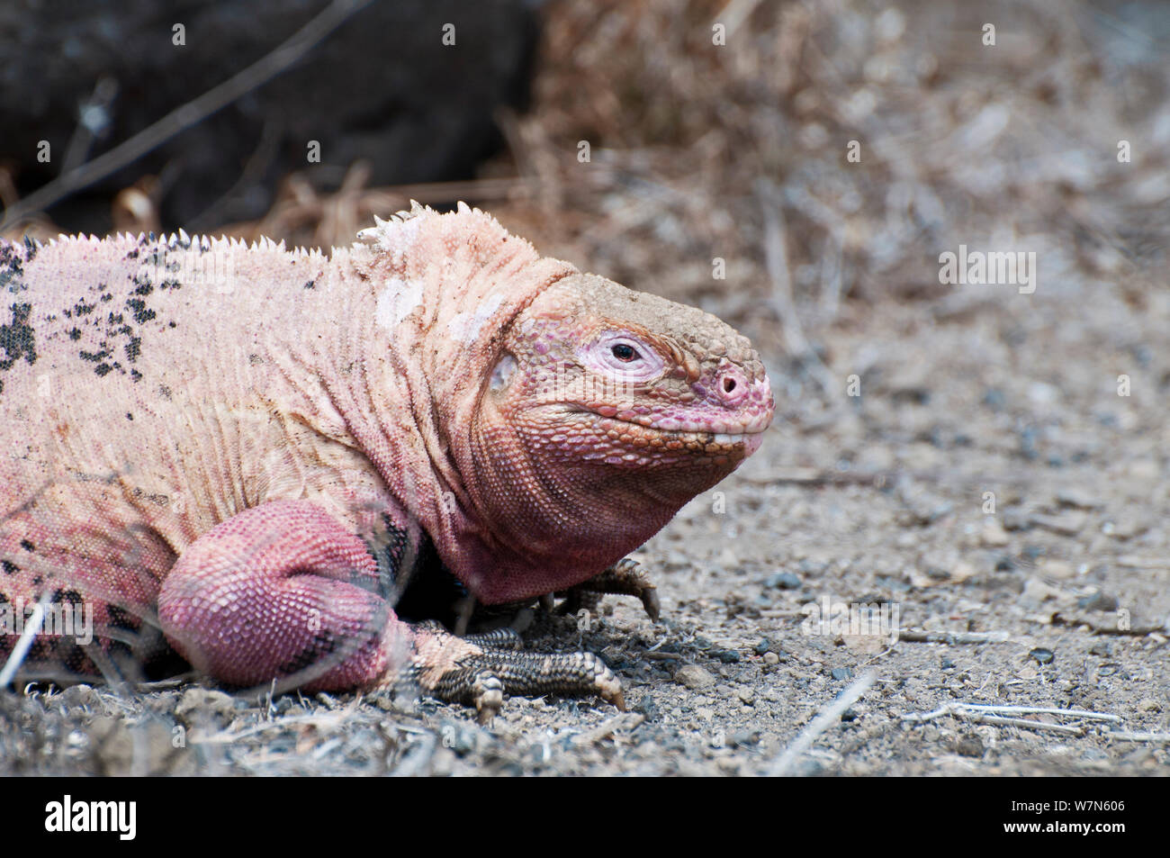 Pink iguana (Conolophus marthae) Isabela Island, Galapagos, Critically endangered species Stock Photo