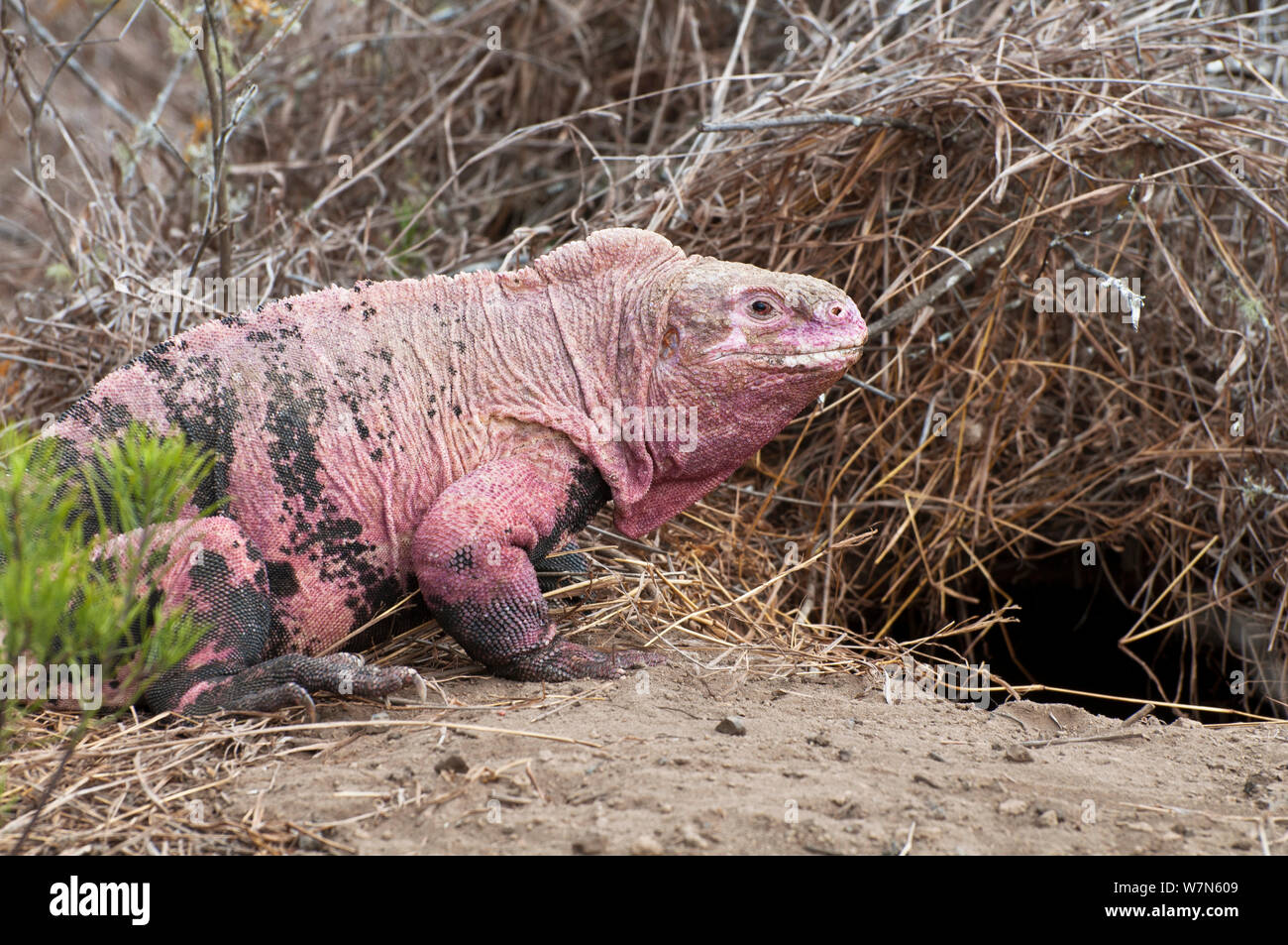 Pink iguana (Conolophus marthae) Isabela Island, Galapagos, Critically endangered species Stock Photo