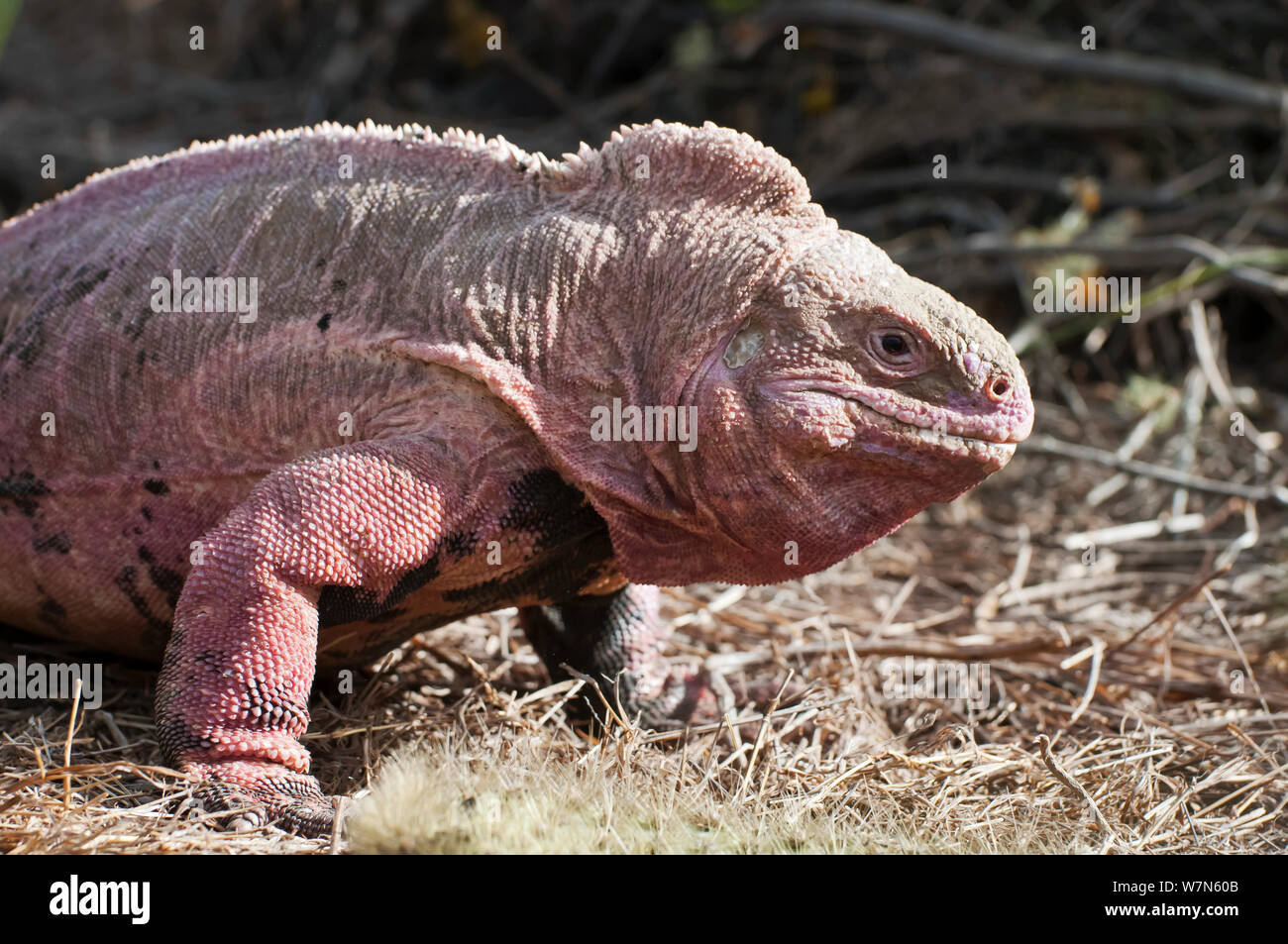 Pink iguana (Conolophus marthae)  Isabela Island, Galapagos, Critically endangered species Stock Photo