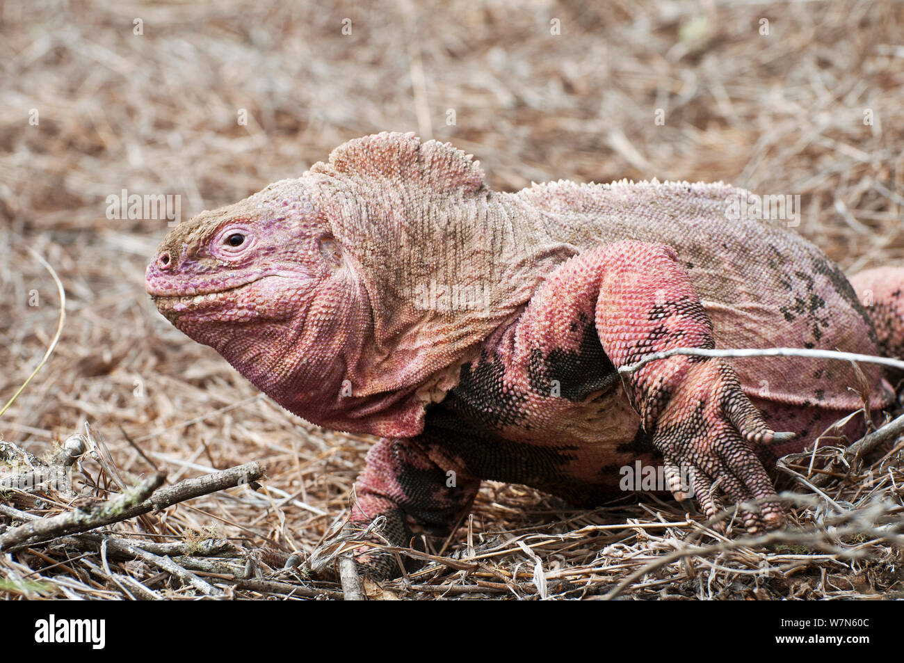 Pink iguana (Conolophus marthae) Isabela Island, Galapagos, Critically endangered species Stock Photo