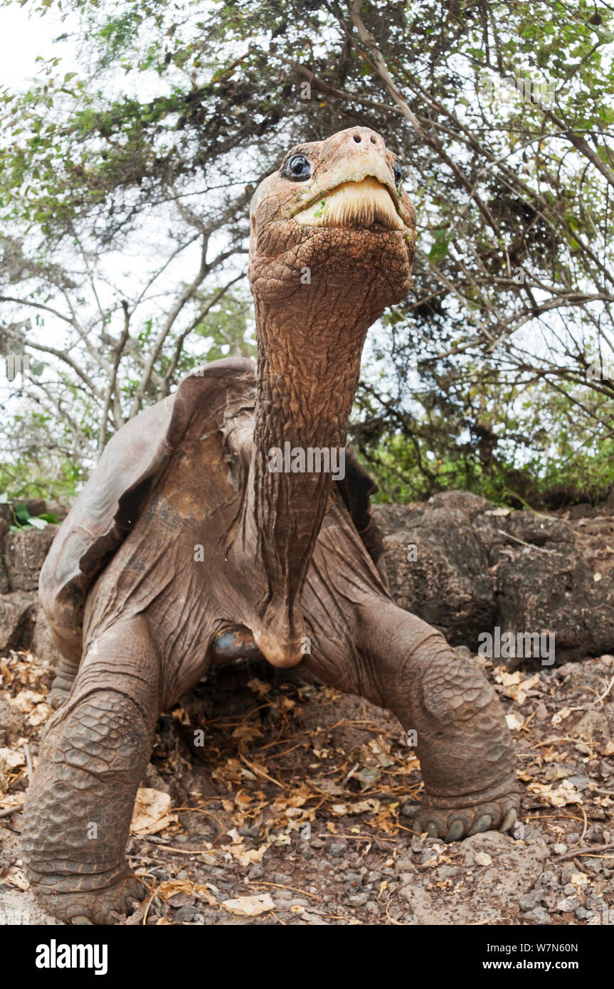 Pinta Island tortoise (Chelonoidis nigra abingdoni) 'Lonesome George' the last Pinta Island tortoise, captive, which died June 2012, Pinta Island, Galapagos, July 2008 Stock Photo