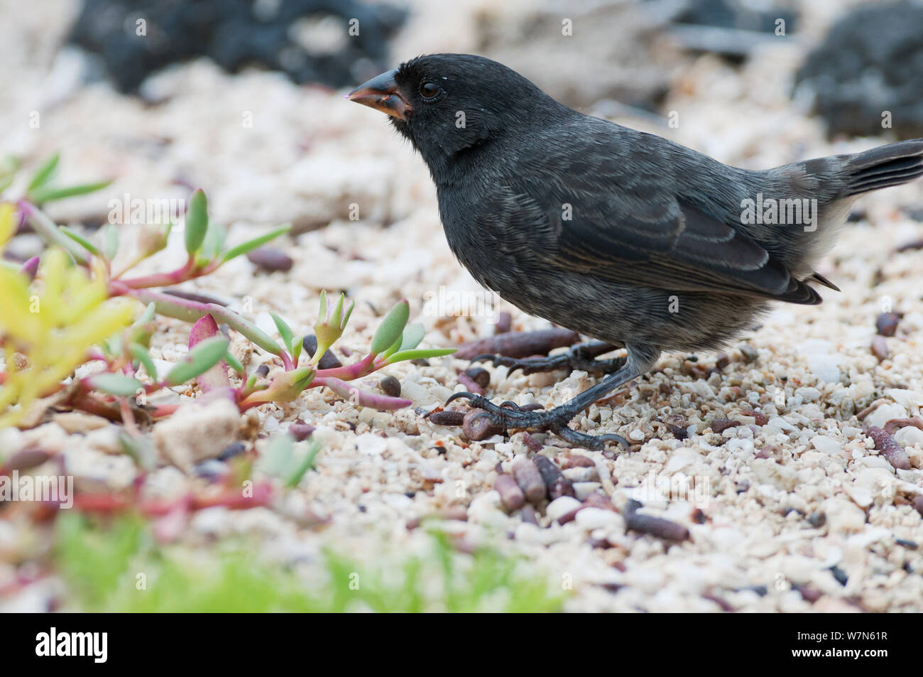 Small ground finch (Geospiza fuliginosa) foraging on ground. Santa Cruz