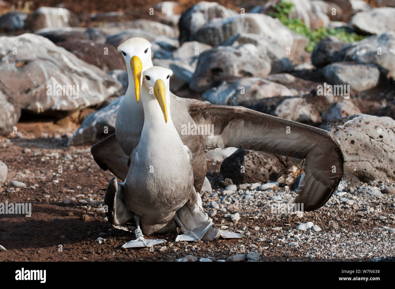 Waved albatross (Phoebastria irrorata) courting pair. Punta Cevallos, Espanola (Hood) Island, Galapagos, Ecuador, May. Stock Photo
