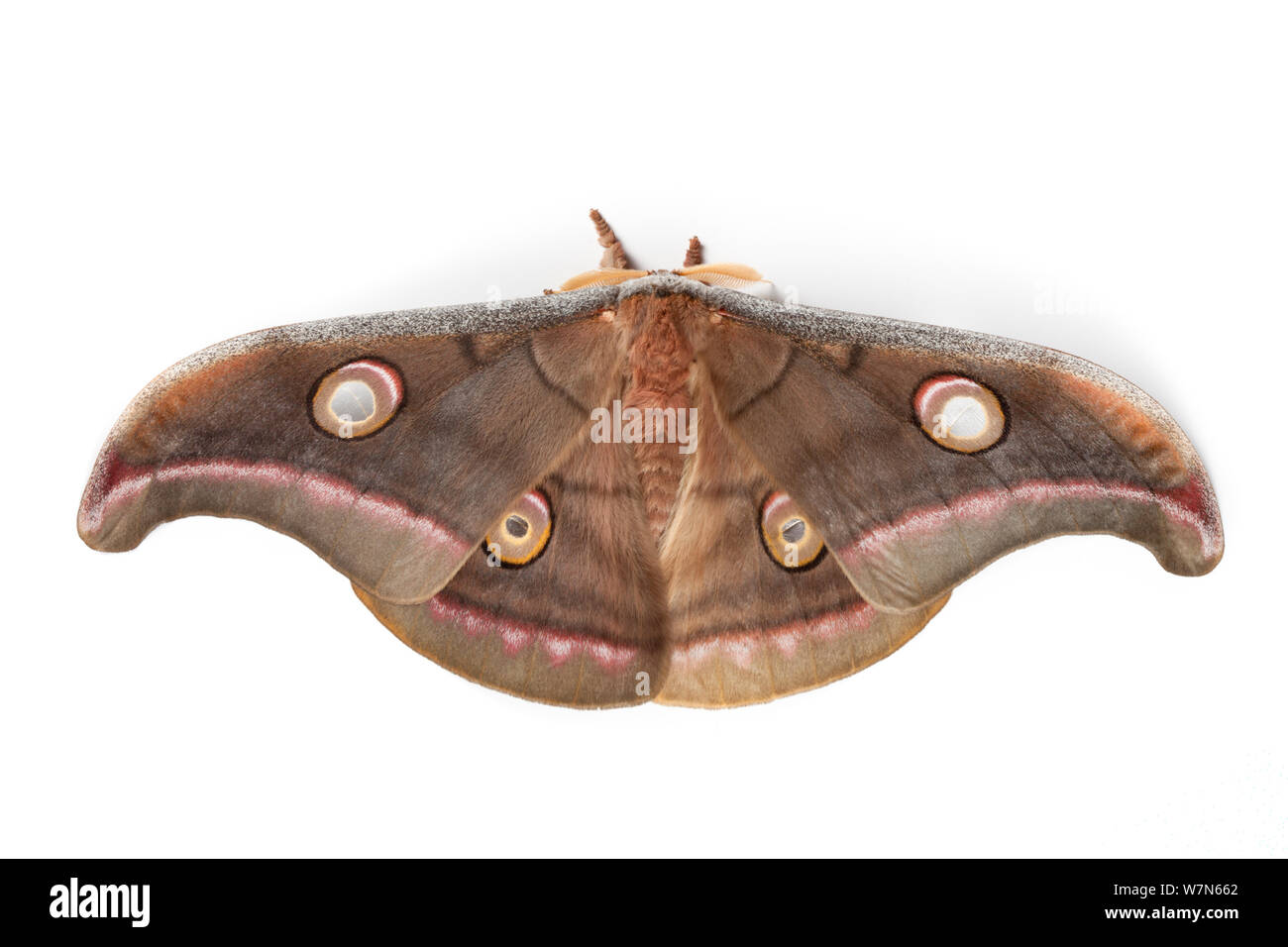 Tasar Silkmoth (Antheraea mylitta) male, photographed on a white background. Captive, originating from India. Stock Photo