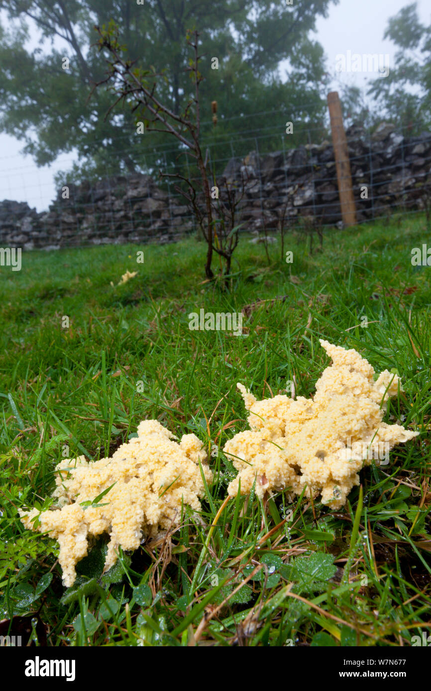 Slime Mould (Mucilago crustacea) at the plasmodium stage of its lifecycle, found in the corner of a field on wet grass. Peak District National Park, Derbyshire, UK, September. Stock Photo