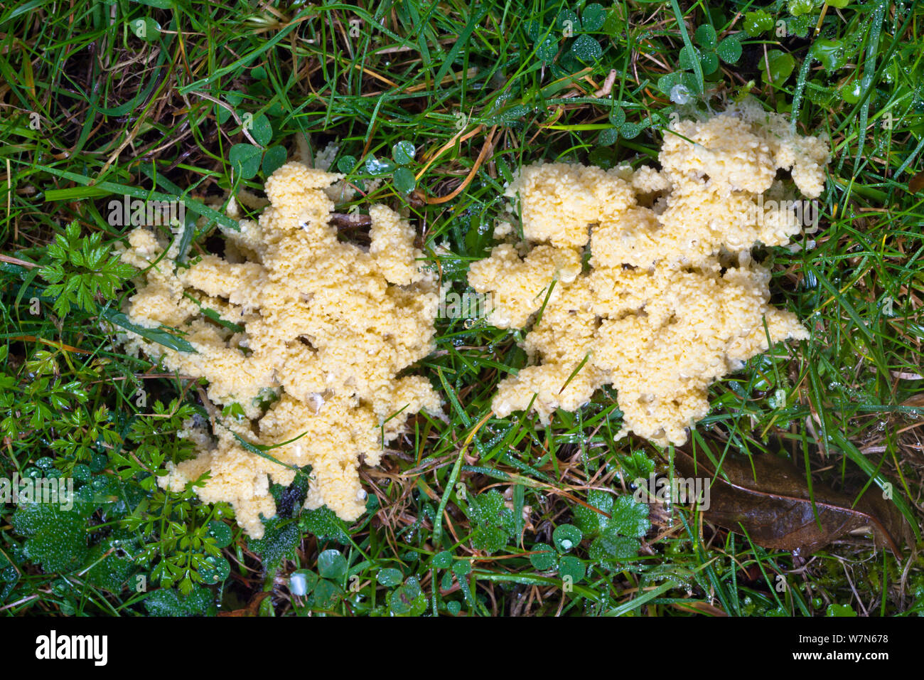 Slime Mould (Mucilago crustacea) at the plasmodium stage of its lifecycle, on wet grass. Peak District National Park, Derbyshire, UK, September. Stock Photo