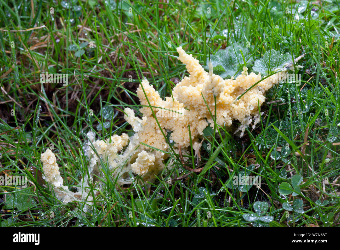 Slime Mould (Mucilago crustacea) at the plasmodium stage of its lifecycle, found in the corner of a field on wet grass. Peak District National Park, Derbyshire, UK, September. Stock Photo