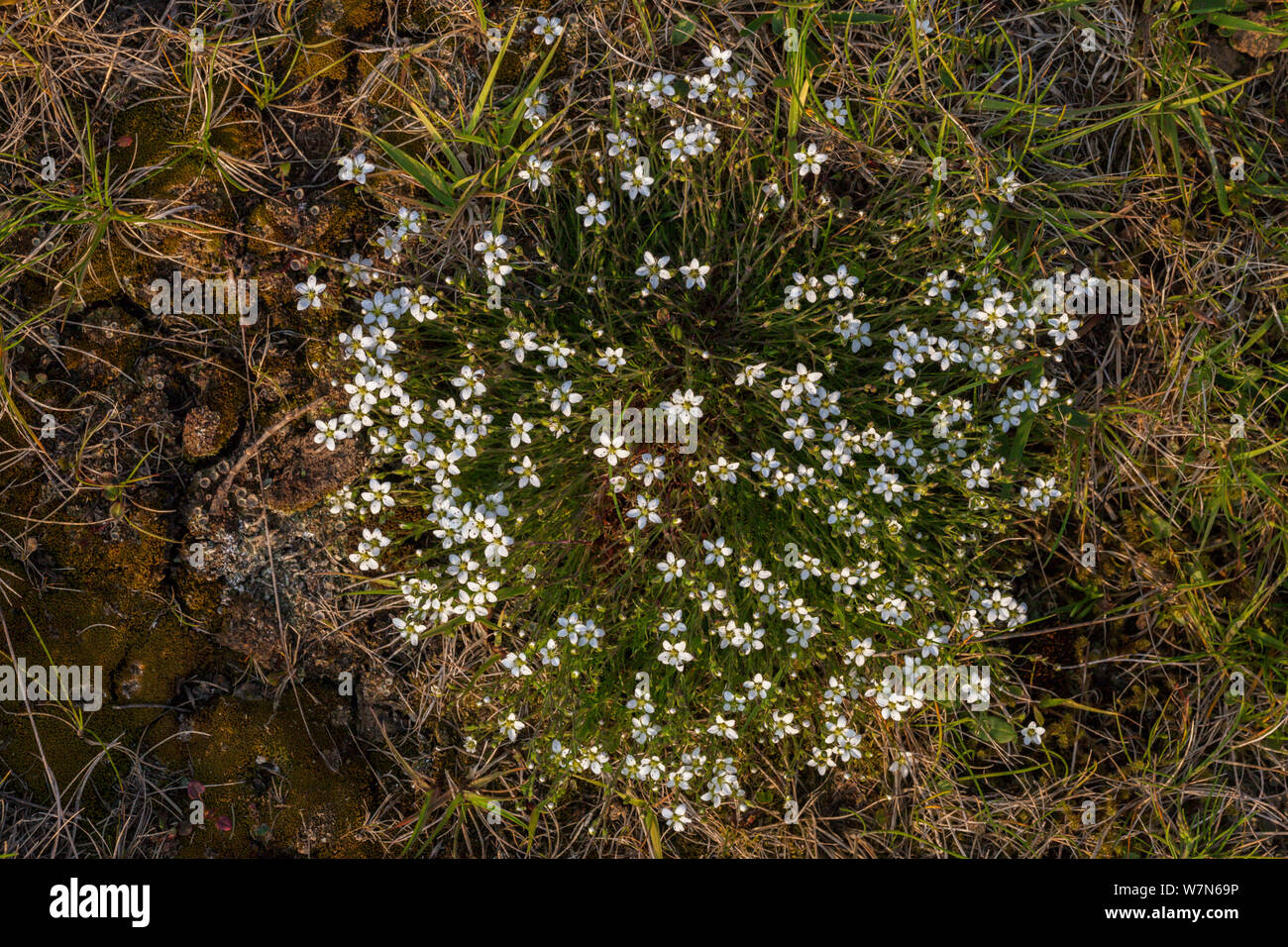 Leadwort (Minuartia verna) flowering. Peak District National Park, Derbyshire, UK, May. Stock Photo