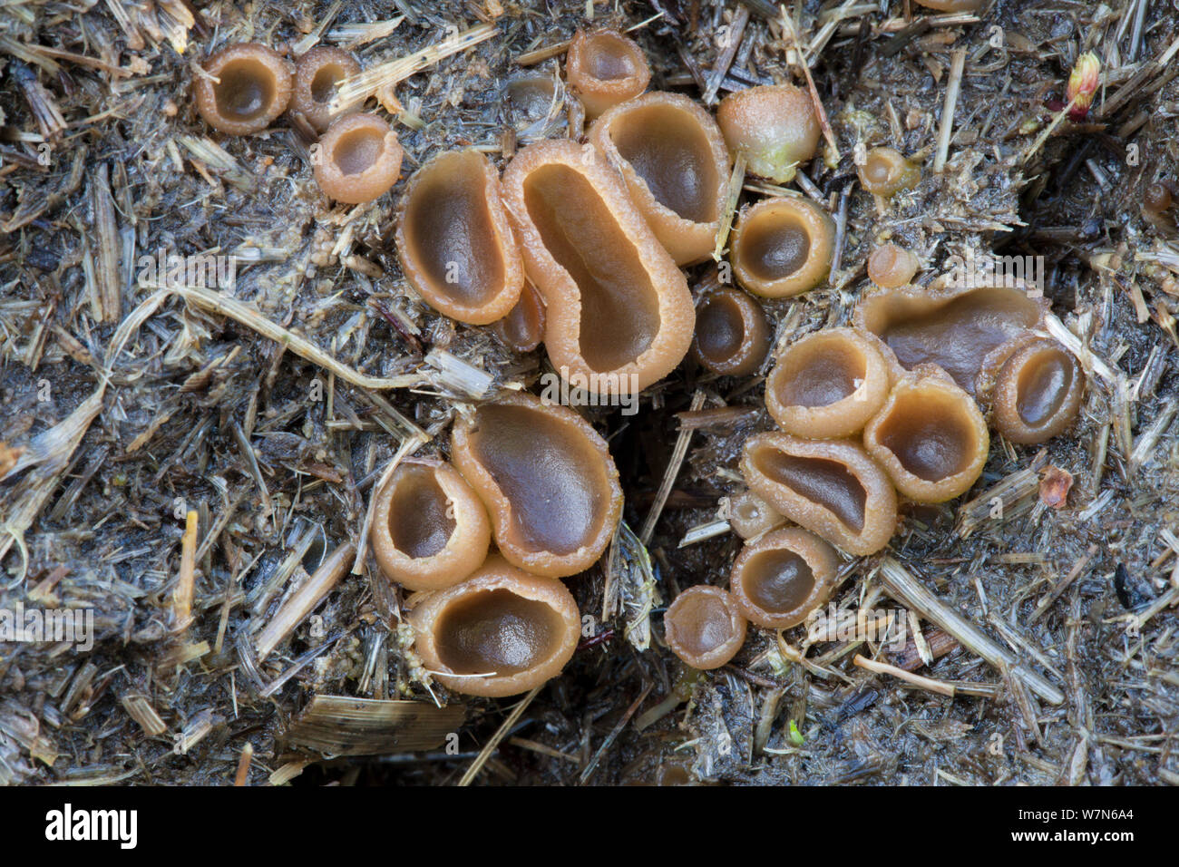 Dung Cup (Peziza vesiculosa) fungal fruiting bodies growing on horse manure. Derbyshire, UK, April. Stock Photo