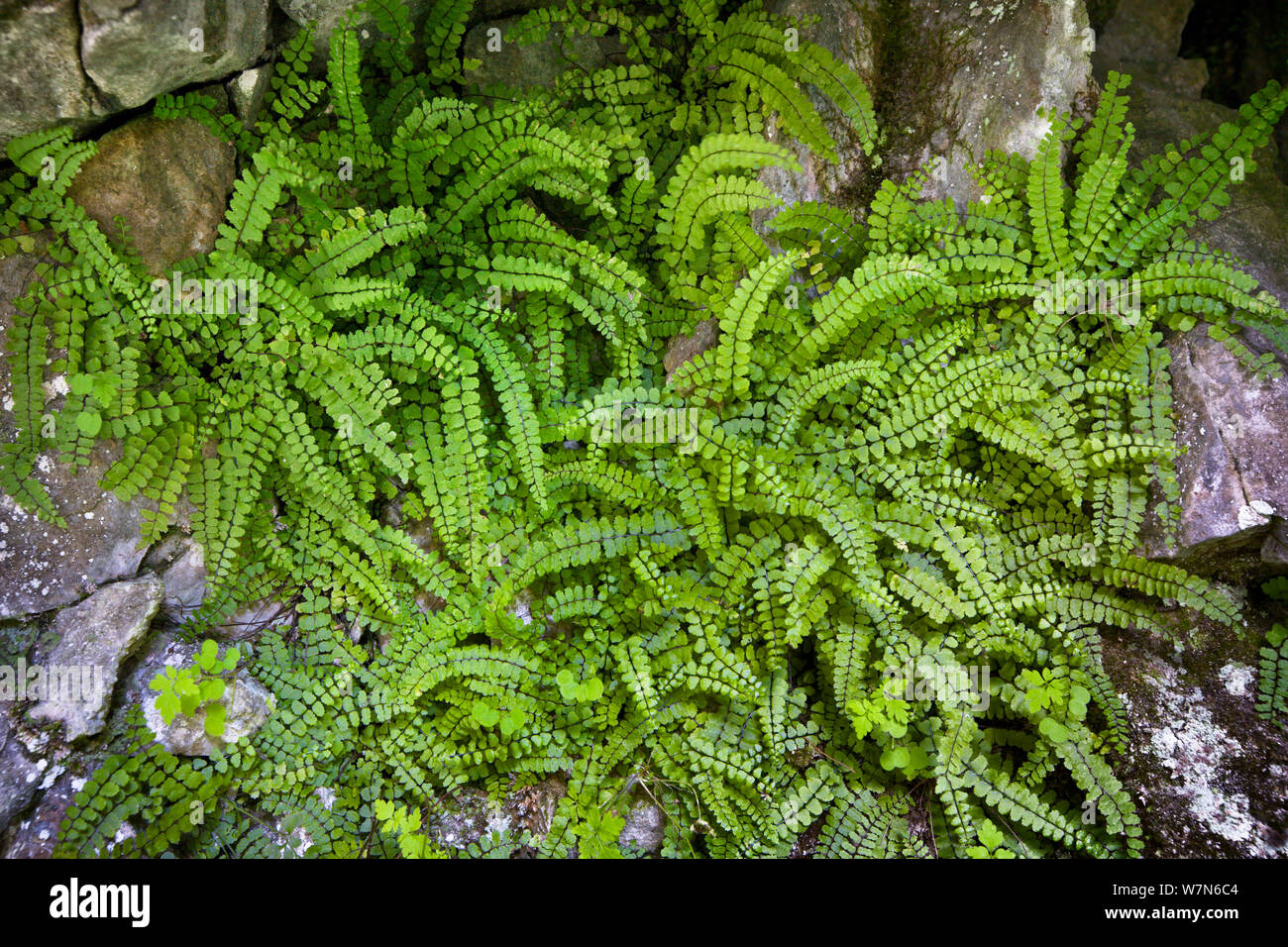 Maiden-hair Spleenwort (Asplenium trichomanus) growing on limestone cliff. Lathkill Dale, Peak District National Park, Derbyshire, UK, June. Stock Photo