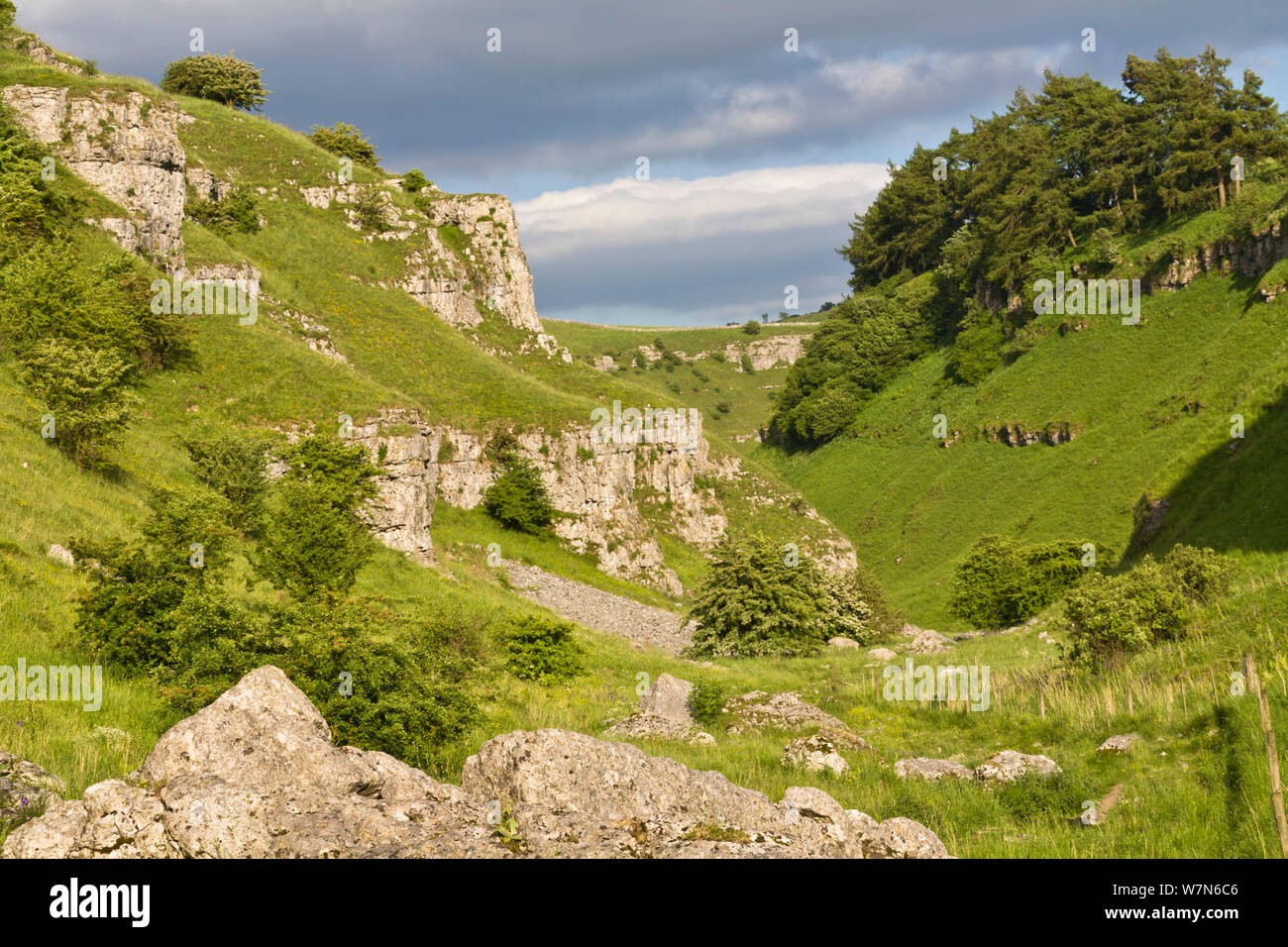 Carboniferous limestone outcrops. Lathkill Dale National Nature Reserve, Peak District National Park, UK, June 2008. Stock Photo