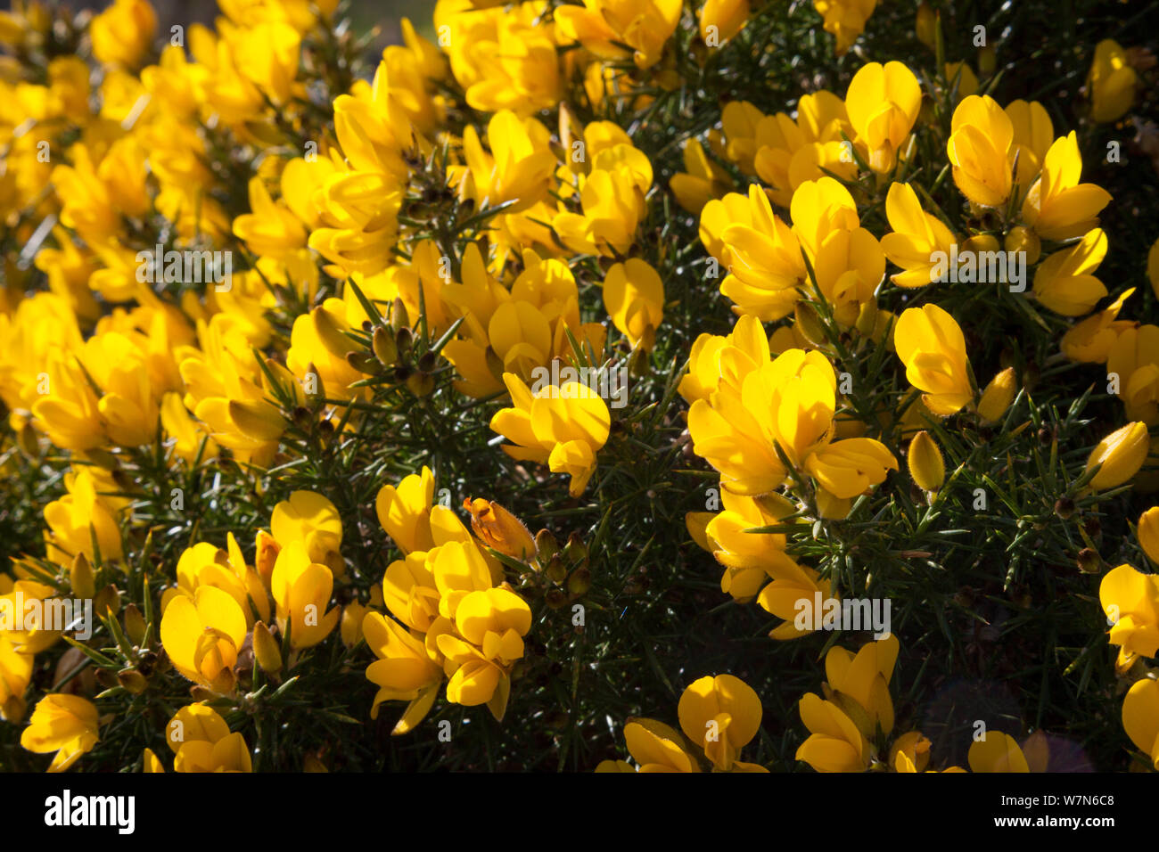 Flowering Gorse (Ulex europaeus). Isle of Skye, Inner Hebrides, Scotland, UK, March. Stock Photo