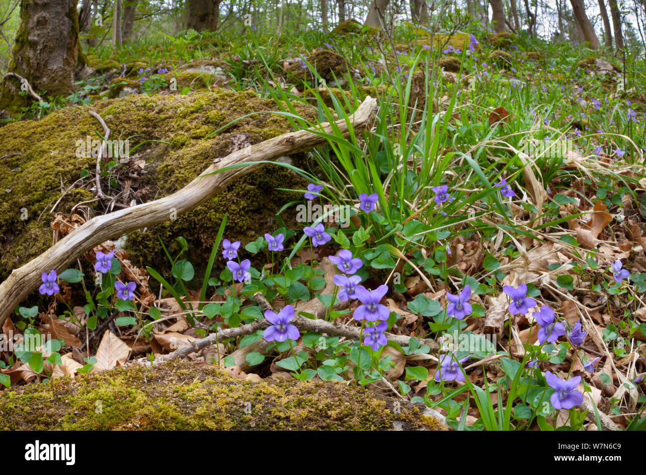 Wood Violet / Common Dog Violet (Viola riviniana) flowering in deciduous woodland. Yorkshire Dales National Park, UK, April. Stock Photo