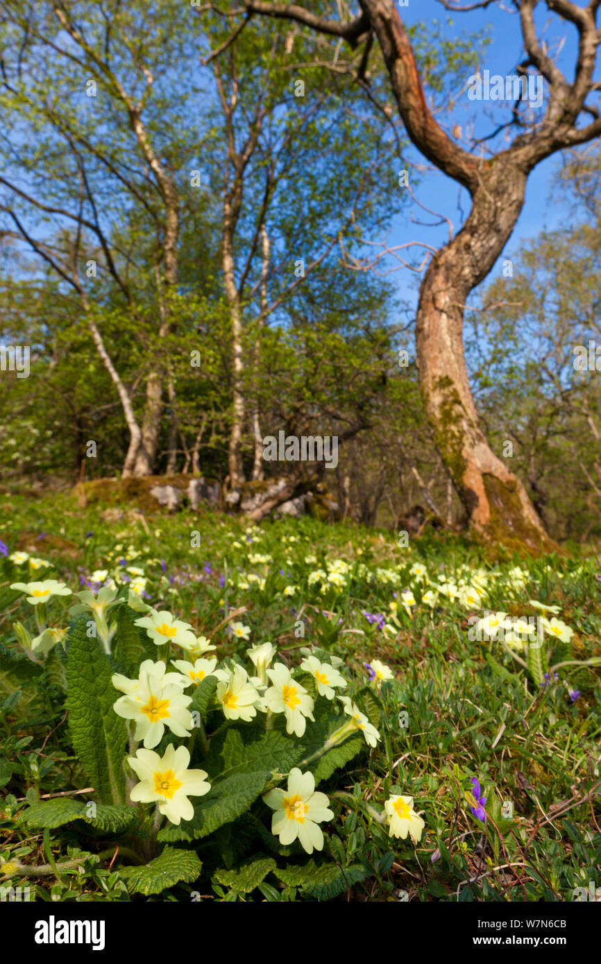 Primroses (Primula vulgaris) flowering in woodland clearing. Yorkshire Dales National Park, UK, April. Stock Photo