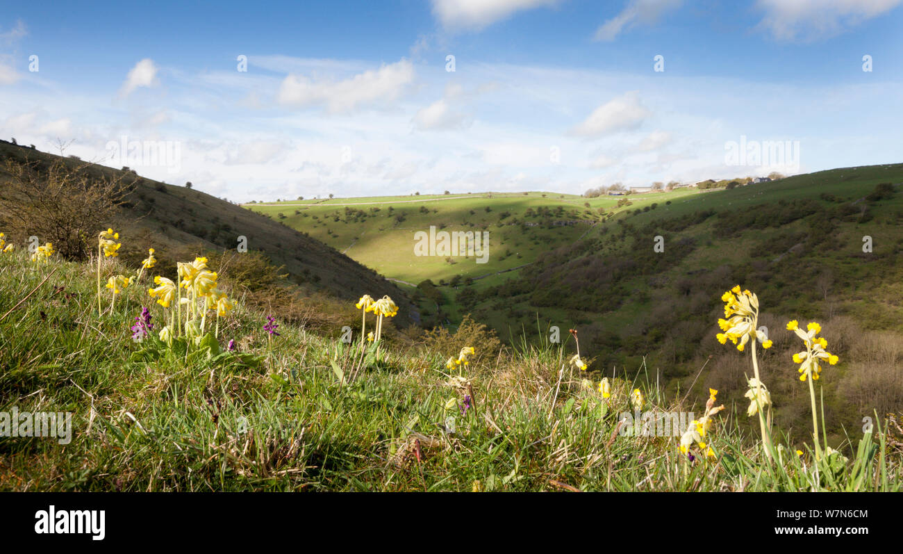 Cowslips (Primula veris) growing on the slopes of a limestone dale. Peak District National Park, Derbyshire, UK, April. Stock Photo