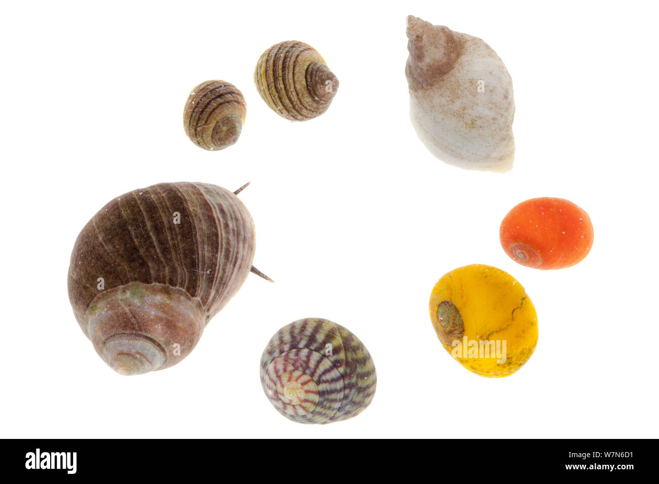 Selection of gastropods commonly found in rockpools, clockwise from top left: Periwinkle (Littorina compressa / nigrolineata), Dogwhelk (Nucella lapillus / Thaius lapillus), Common Flat Periwinkle (Littorina obtusata), Purple Topshell (Gibbula umbilicalis), Edible Periwinkle (Littorina littorea) against white background. From the Isle of Skye, Inner Hebrides, Scotland, UK. Stock Photo
