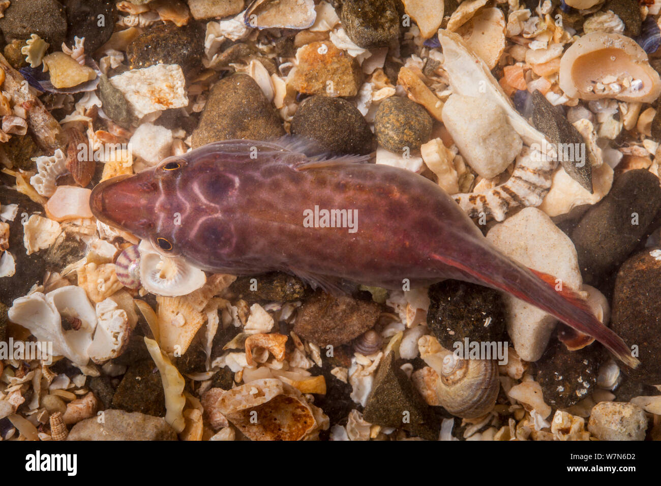 Shore Clingfish / Cornish Sucker (Lepadogaster lepadogaster). Isle of Skye, Inner Hebrides, Scotland, UK, March. Stock Photo