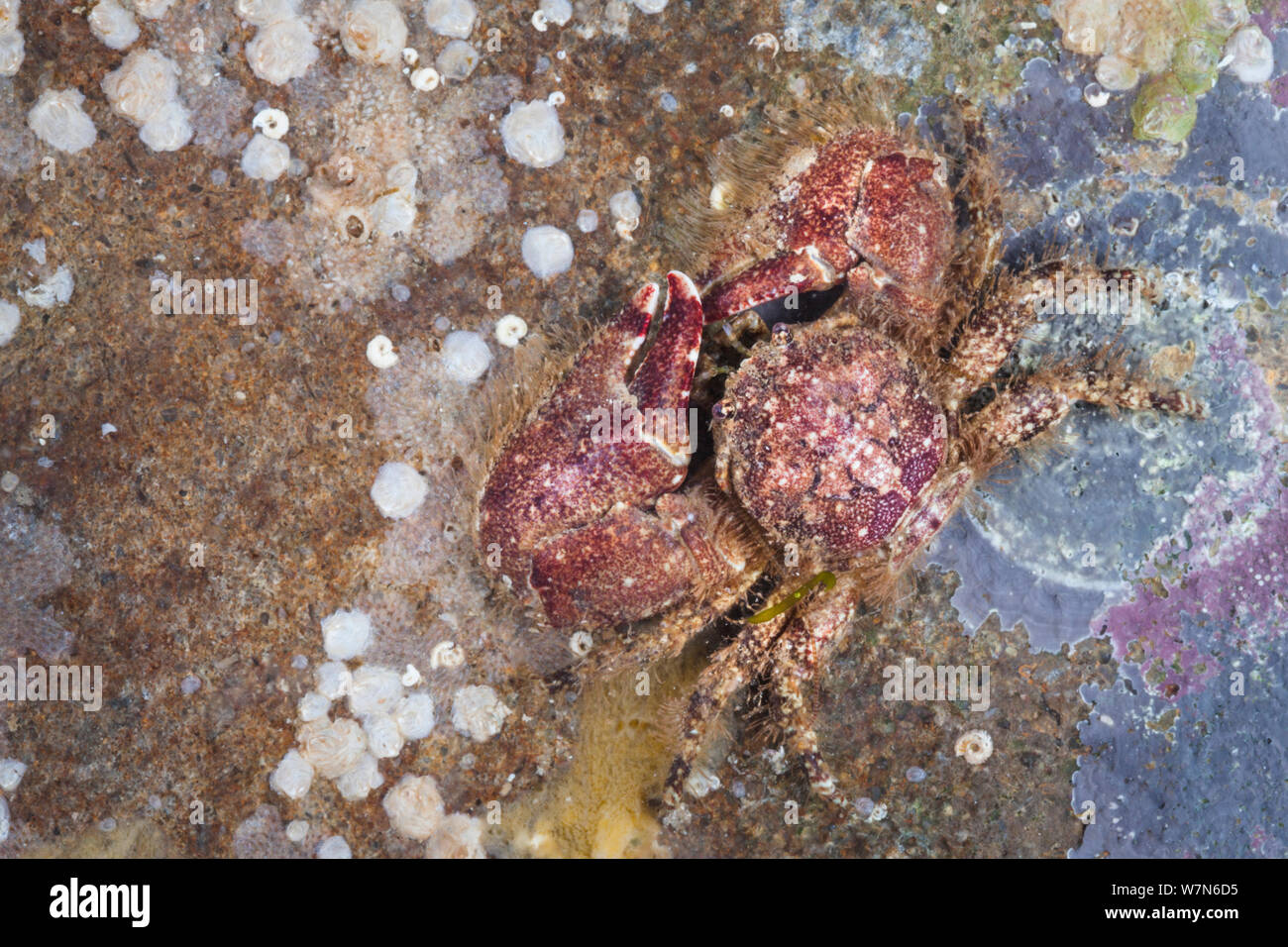 Broad-clawed Porcelain Crab (Porcellana platycheles) on rock. Isle of Skye, Inner Hebrides, Scotland, UK, March. Stock Photo