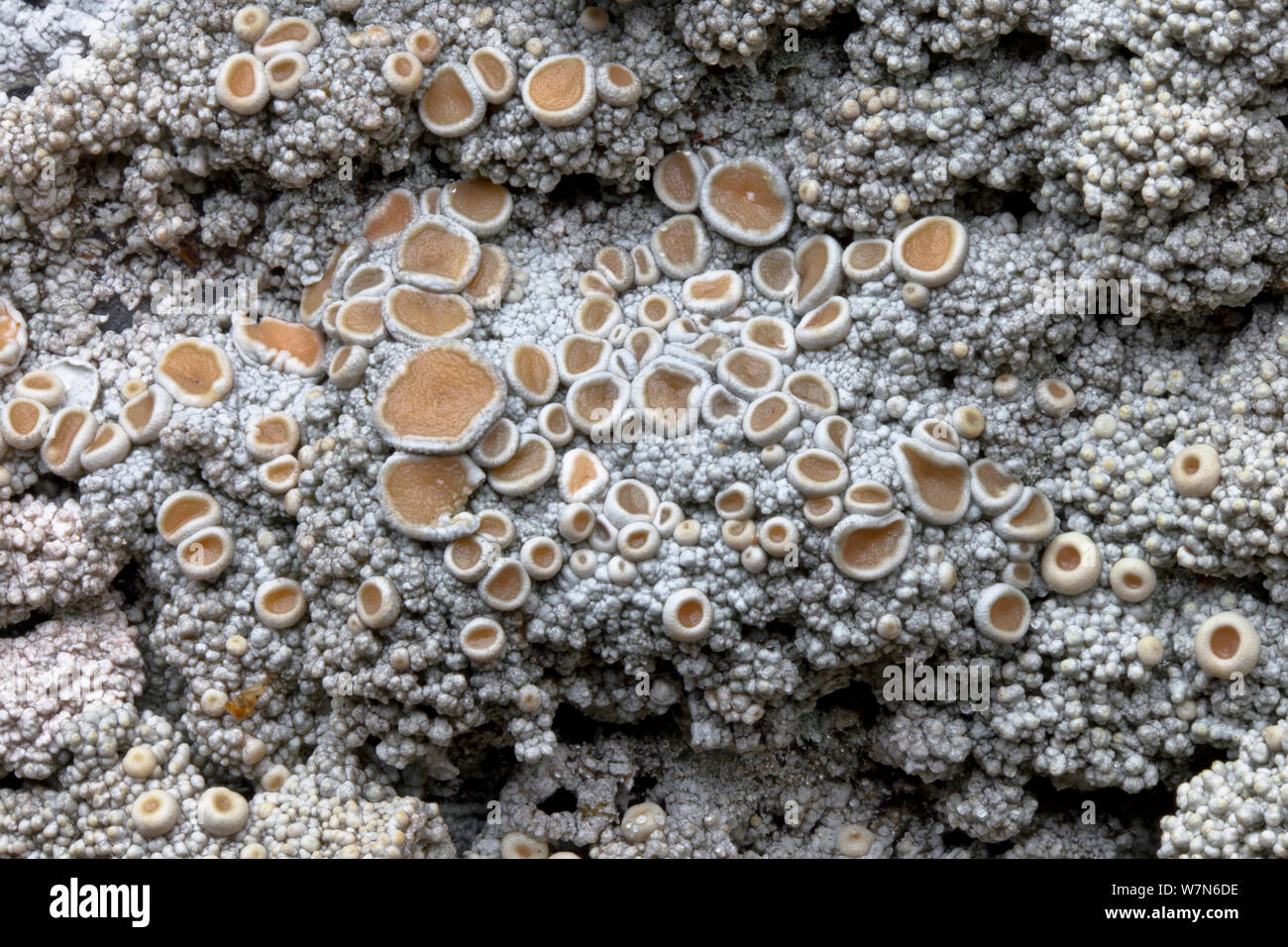Cudbear Lichen (Ochrolechia tartarea) growing on quartzite rock ...