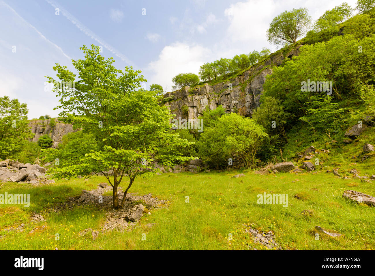 Disused limestone quarry supporting a wide range of vegetation. Miller's Dale, Peak District National Park, Derbyshire, UK, June 2008. Stock Photo