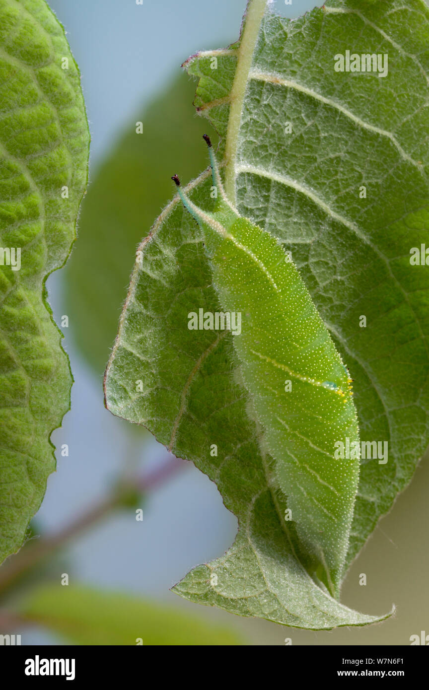 Caterpillar of Purple Emperor Butterfly (Apatura iris) camouflaged, leaf mimicry. Captive, UK. Stock Photo