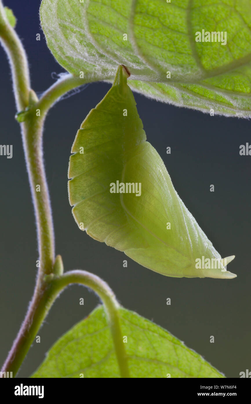 Chrysalis of Purple Emperor Butterfly (Apatura iris), camouflaged using leaf mimicry. Captive, UK. Stock Photo