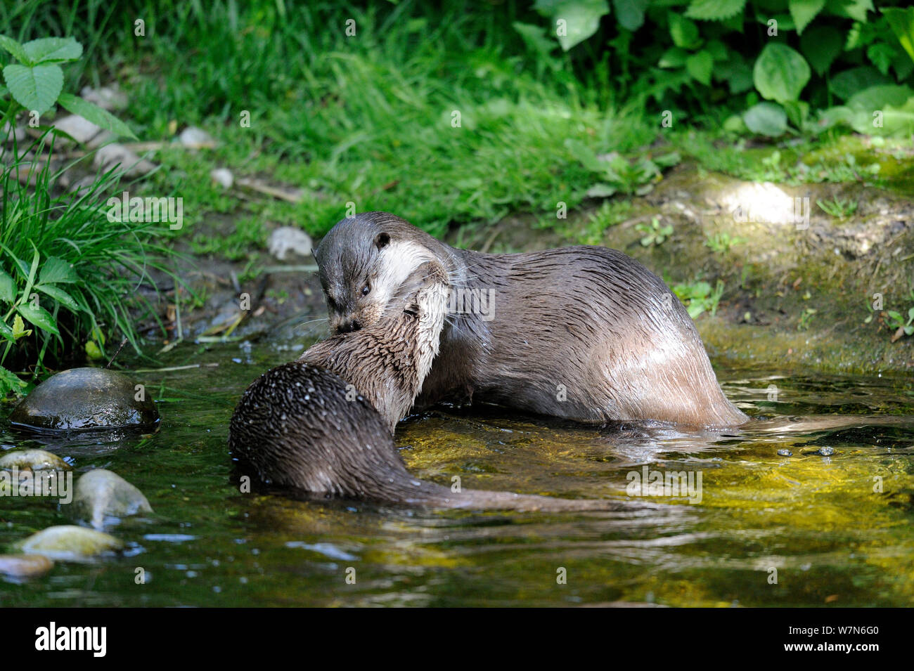European river otter (Lutra lutra) play fighting at waters edge, captive, Alsace, France Stock Photo