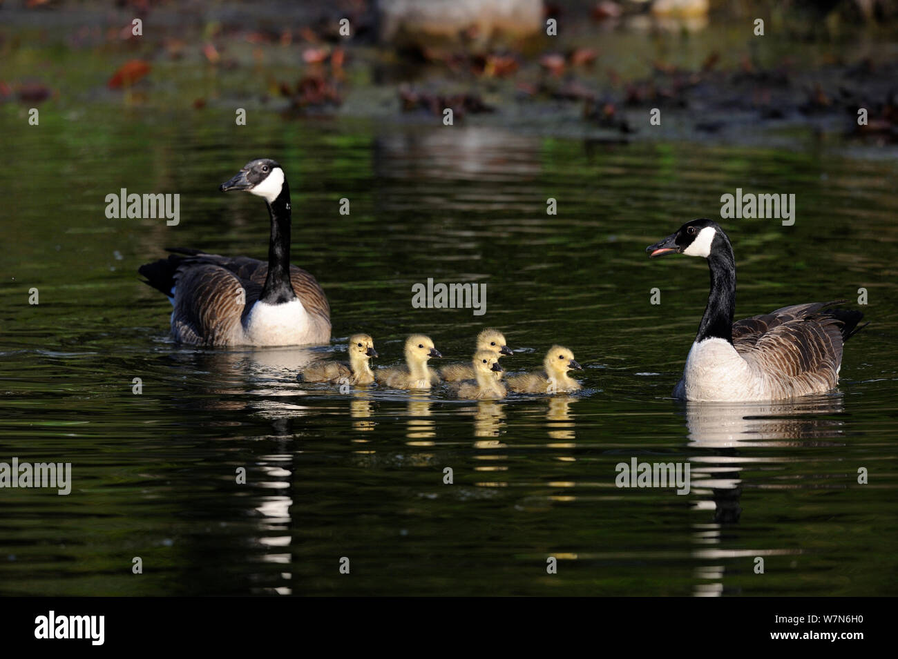 Anatidae family of birds hi-res stock photography and images - Alamy