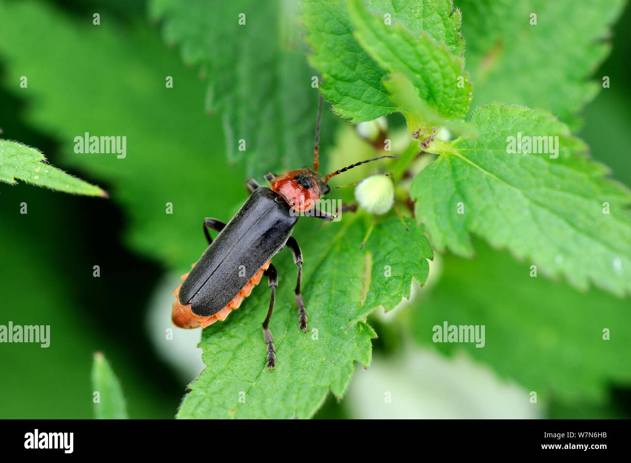 Soldier beetle (Cantharis fusca) on plant, Alsace, France Stock Photo ...